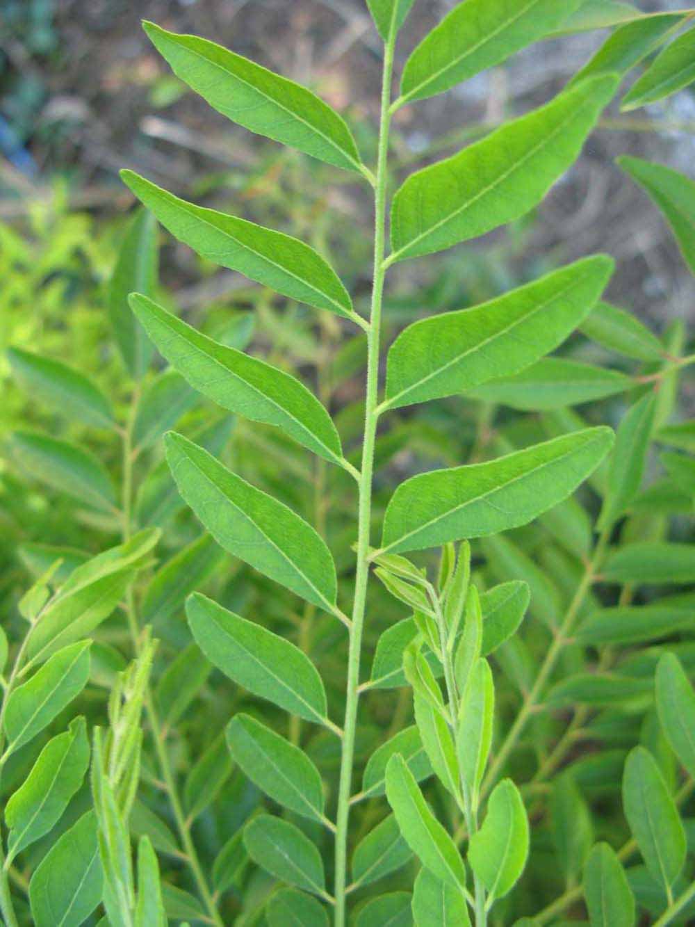              Compound leaf (Winter Haven, FL)       